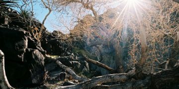 “Shkretëtira Mojave” – fotografi kaloi 16 vite për të kapur imazhet që vështirë t’i keni parë ndonjëherë