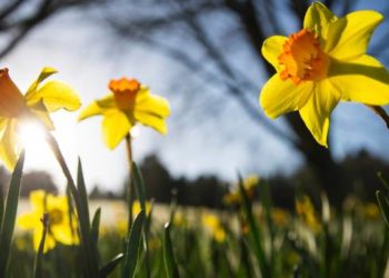 Moti nesër dhe ditëve në vazhdim! (19.3.2020.)