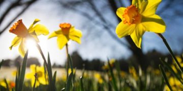 Moti nesër dhe ditëve në vazhdim! (19.3.2020.)