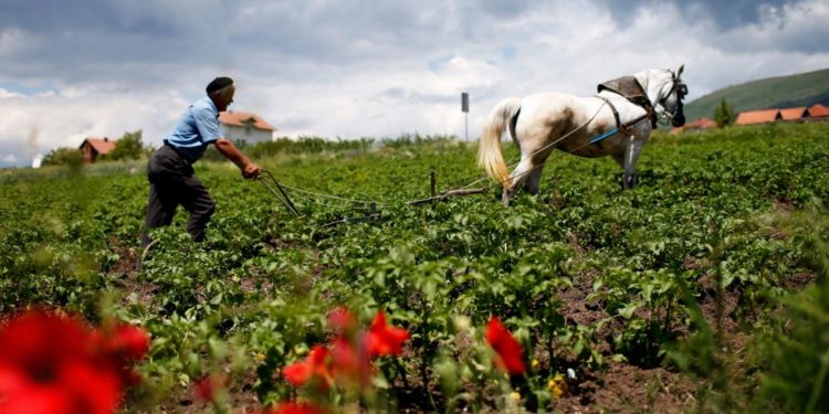 Ministria e Bujqësisë ua shtynë fermerëve afatin për implementim të projekteve të granteve