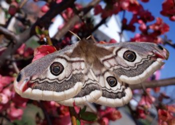 Fotografi pranverore nga Malisheva, flutura mbi lulet e sapoçelura