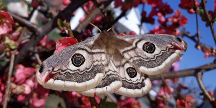 Fotografi pranverore nga Malisheva, flutura mbi lulet e sapoçelura