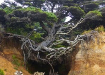 Pamje e pabesueshme: Druri në luftë për mbijetesë