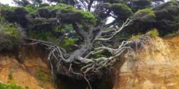 Pamje e pabesueshme: Druri në luftë për mbijetesë