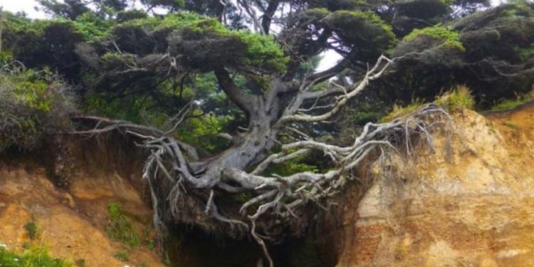 Pamje e pabesueshme: Druri në luftë për mbijetesë