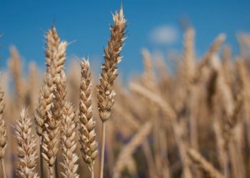 Ministria e Bujqësisë: Në Kosovë ka miell me bollëk, nuk do të ketë mungesa