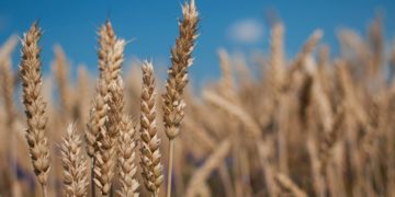 Ministria e Bujqësisë: Në Kosovë ka miell me bollëk, nuk do të ketë mungesa