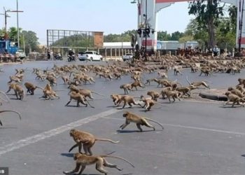 Majmunët në “luftë” për ushqim