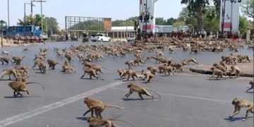 Majmunët në “luftë” për ushqim