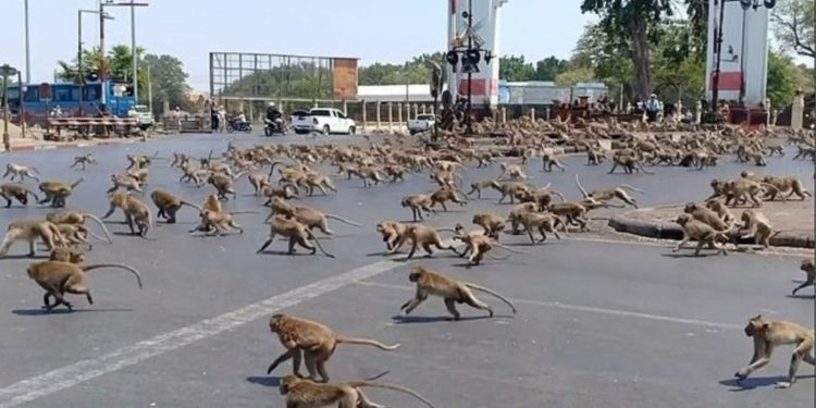 Majmunët në “luftë” për ushqim