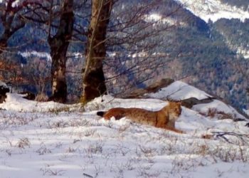 Pamje të jashtëzakonshme të rrëqebullit të Ballkanit, i cili është parë në Bjeshkët e Nemuna