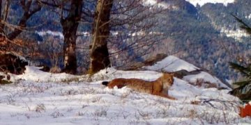 Pamje të jashtëzakonshme të rrëqebullit të Ballkanit, i cili është parë në Bjeshkët e Nemuna