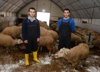 Realizohet ëndrra e binjakëve për t’u bërë barinj të kafshëve të tyre