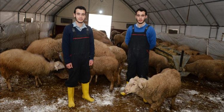 Realizohet ëndrra e binjakëve për t’u bërë barinj të kafshëve të tyre