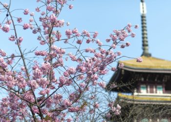 Qyteti i ringjallur, lulëzojnë qershitë në Wuhan