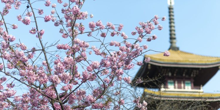 Qyteti i ringjallur, lulëzojnë qershitë në Wuhan