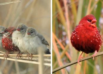 10 foto të zogjve të rrallë, duken sikur të kenë dalë nga përrallat