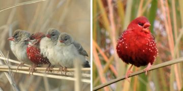 10 foto të zogjve të rrallë, duken sikur të kenë dalë nga përrallat