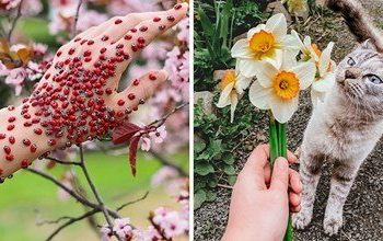 Fotot më interesante përmes së cilave njerëzit tentuan të tregojnë se si duket pranvera në vendin e tyre