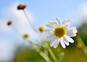 Moti për ditën e sotme