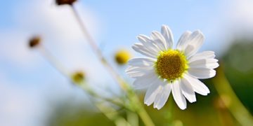 Moti për ditën e sotme