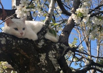 Fotot më interesante përmes së cilave njerëzit tentuan të tregojnë se si duket pranvera në vendin e tyre