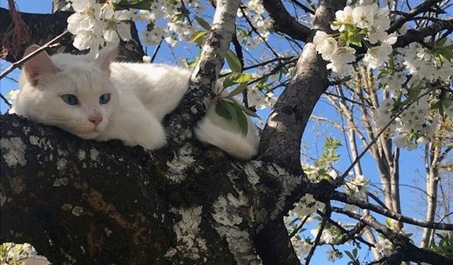 Fotot më interesante përmes së cilave njerëzit tentuan të tregojnë se si duket pranvera në vendin e tyre