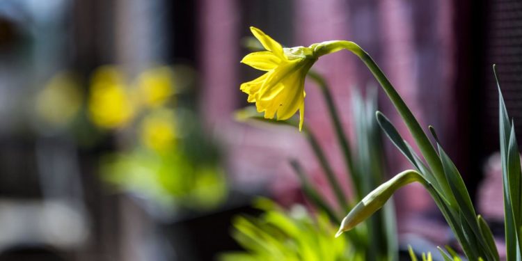 Moti për ditën e sotme – ngrohtë dhe me rreze dielli