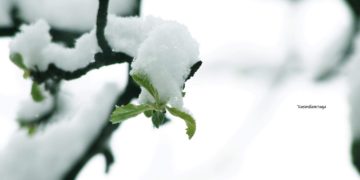 Fotografi të bukura nga Mushtishti, gjethet pranverore mbulohen nga bora