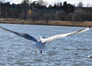 Mërgimtari nga Finlanda sjell fotografi të bukura nga qyteti Vaasa