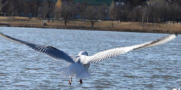 Mërgimtari nga Finlanda sjell fotografi të bukura nga qyteti Vaasa