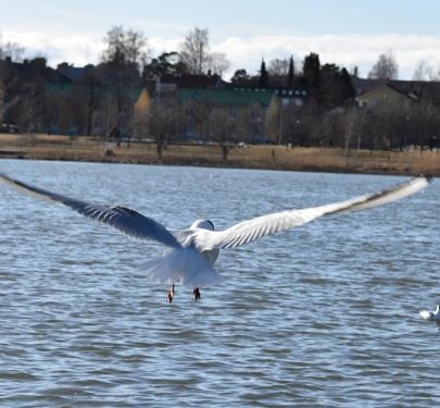 Mërgimtari nga Finlanda sjell fotografi të bukura nga qyteti Vaasa
