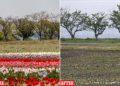 Japonia pret 100 mijë tulipanë për të parandaluar njerëzit të mblidhen rreth tyre për shkak të koronavirusit