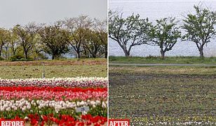 Japonia pret 100 mijë tulipanë për të parandaluar njerëzit të mblidhen rreth tyre për shkak të koronavirusit