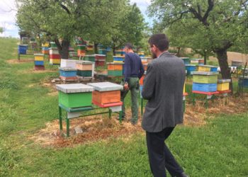 Fermeri nga Rahoveci që prodhon 4,000 kg mjaltë në vit me 400 koshere