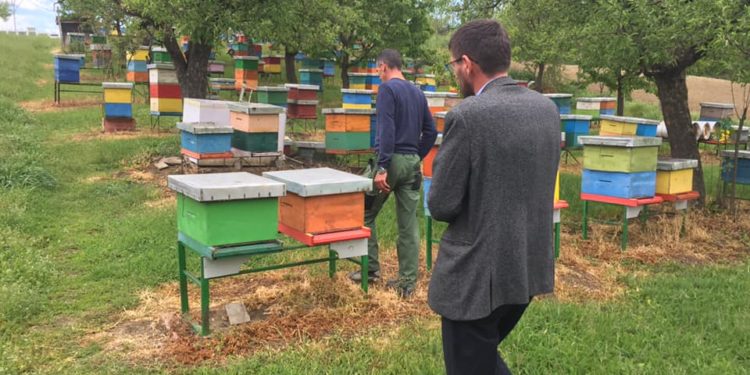 Fermeri nga Rahoveci që prodhon 4,000 kg mjaltë në vit me 400 koshere