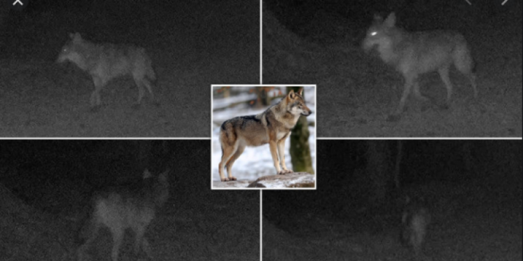 Për herë të parë pas një shekulli shihet një ujk në Francën veriore