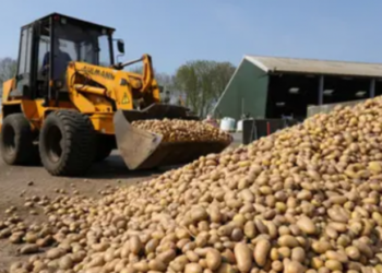 Belgjika u bën thirrje popullatës të hanë më shumë patate, prodhuesit nuk po kanë ku t’i shesin