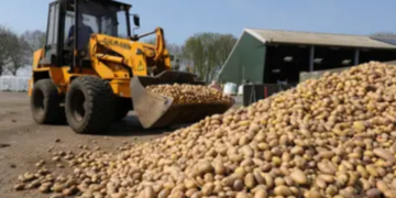 Belgjika u bën thirrje popullatës të hanë më shumë patate, prodhuesit nuk po kanë ku t’i shesin
