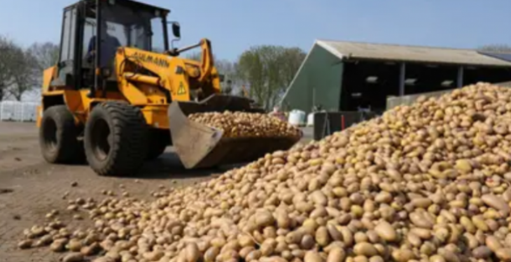 Belgjika u bën thirrje popullatës të hanë më shumë patate, prodhuesit nuk po kanë ku t’i shesin