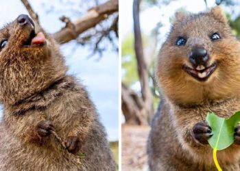 Kafsha më e lumtur në botë, shikoni këto fotografi
