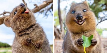 Kafsha më e lumtur në botë, shikoni këto fotografi