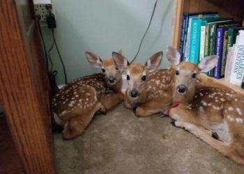 Gruaja lë aksidentalisht derën e shtëpisë të hapur, i gjen tre drerë të vegjël duke pushuar në dhomën e ndenjës