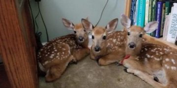 Gruaja lë aksidentalisht derën e shtëpisë të hapur, i gjen tre drerë të vegjël duke pushuar në dhomën e ndenjës