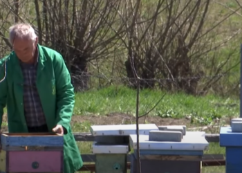 Kosovari që në moshën 63-vjeçare magjistroi për bletari