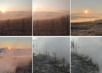 Fermeri gjakovar mbron pemishten e tij nga acari përmes tymosjes