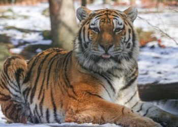 Tigri në një kopsht zoologjik të New York-ut del pozitiv për koronavirus