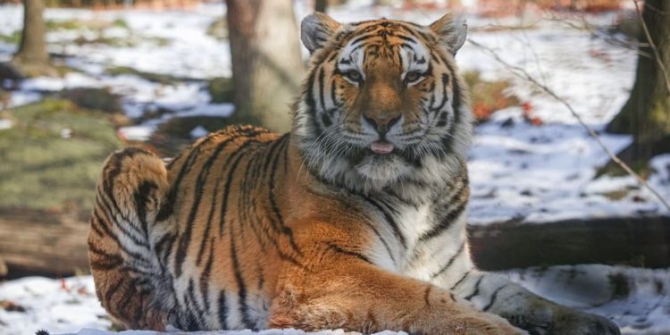 Tigri në një kopsht zoologjik të New York-ut del pozitiv për koronavirus
