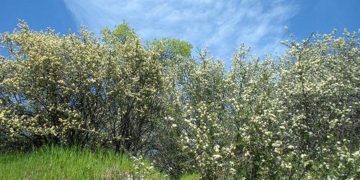 Edhe sot ditë e ngrohtë dhe me diell