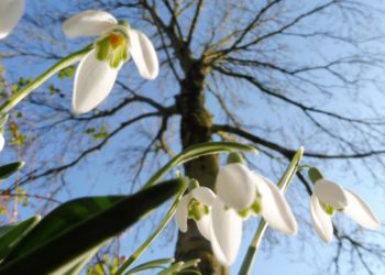 Afrohet pranvera e vërtetë!